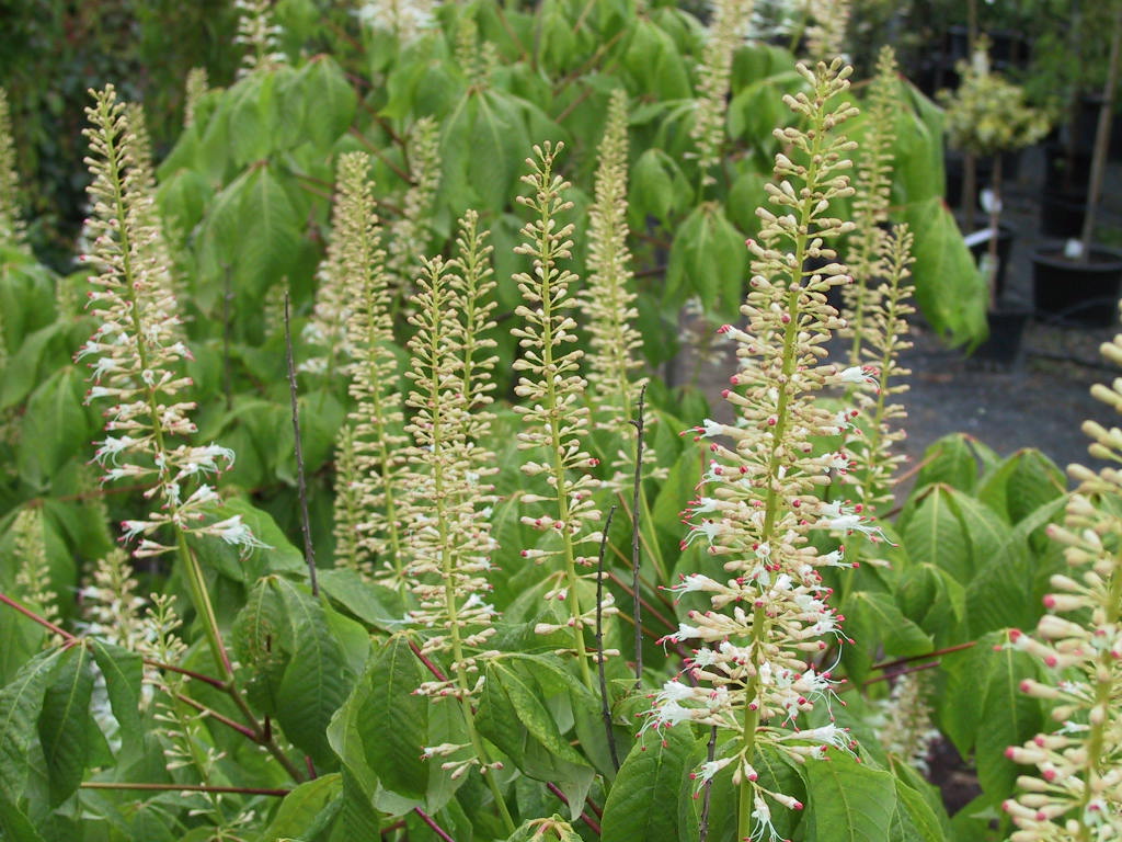 Aesculus parviflora - Bluetenstaende.jpg